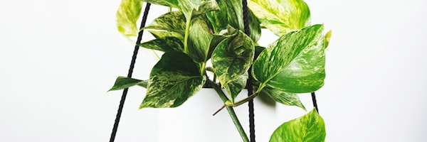 阿根廷国家足球队在球场训练照片